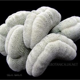 Epithelantha micromeris cristate