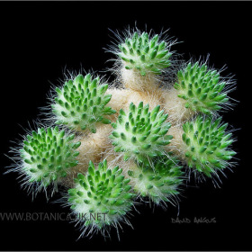 Tephrocactus malayana-