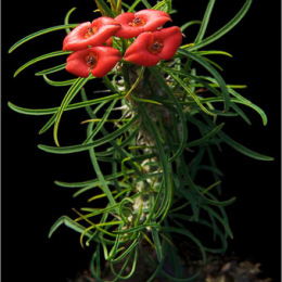 Euphorbia-gottlebei
